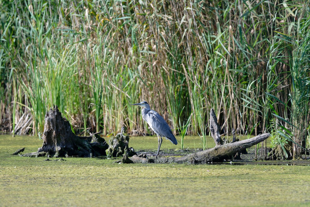 Gray Heron - ML611879172