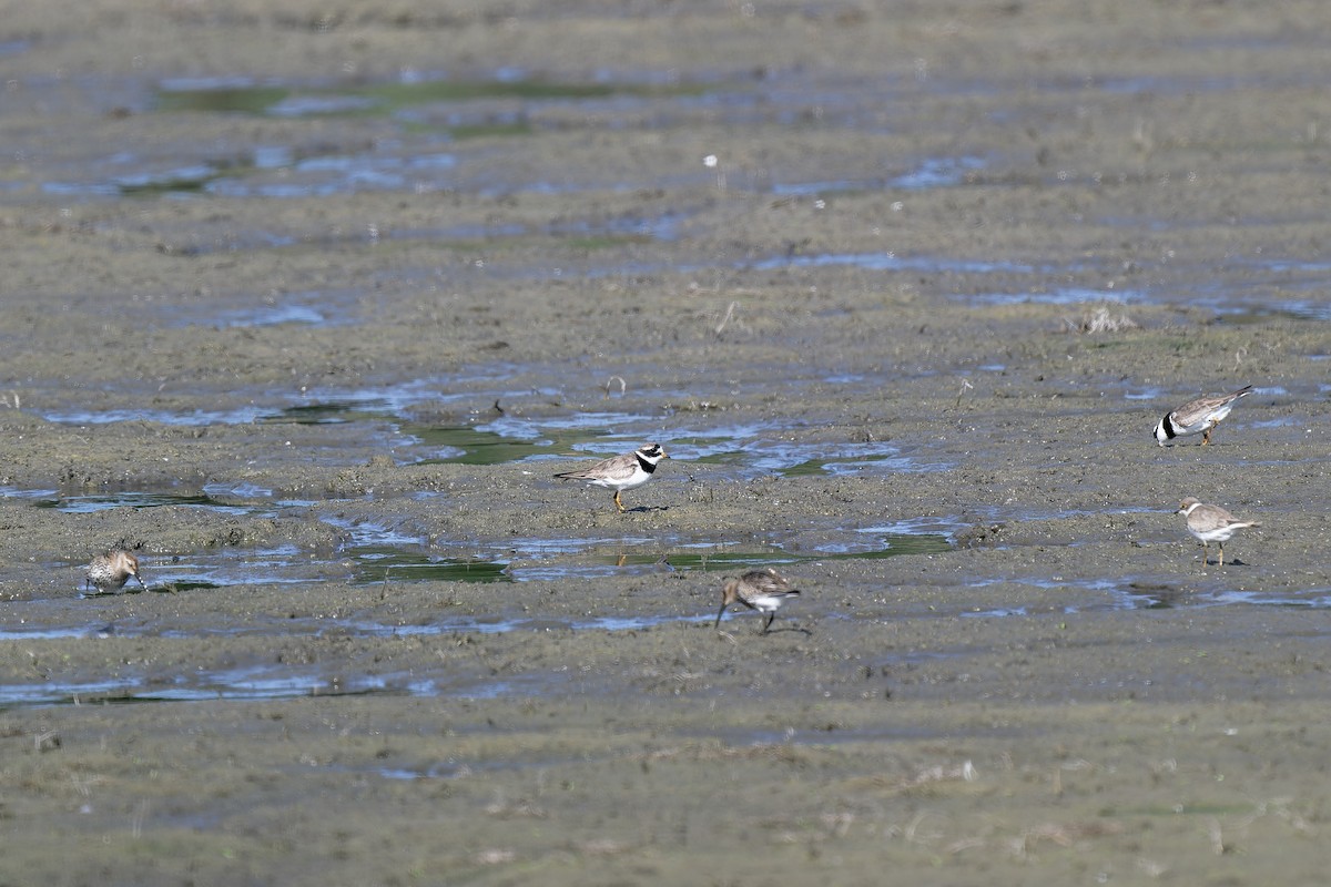 Common Ringed Plover - ML611879189