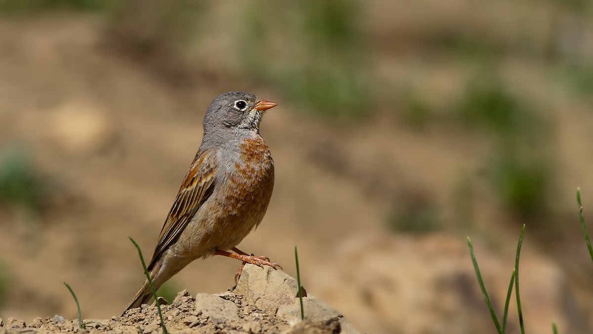 Gray-necked Bunting - ML611879202