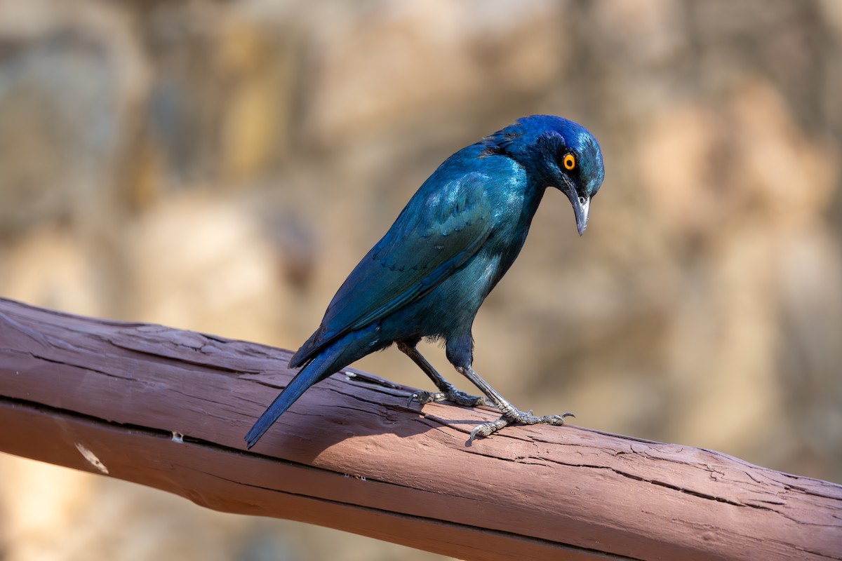 Greater Blue-eared Starling - ML611879219
