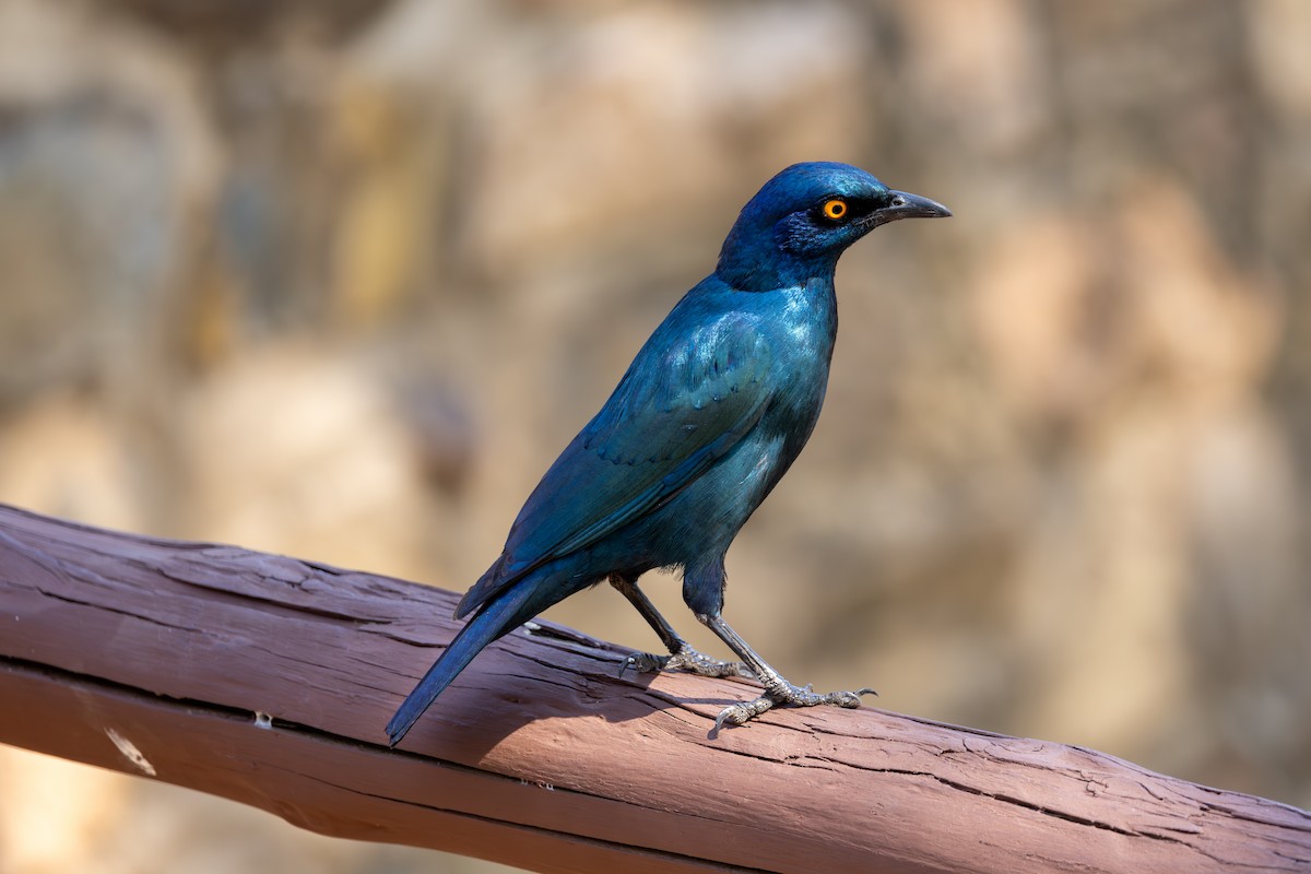 Greater Blue-eared Starling - ML611879220