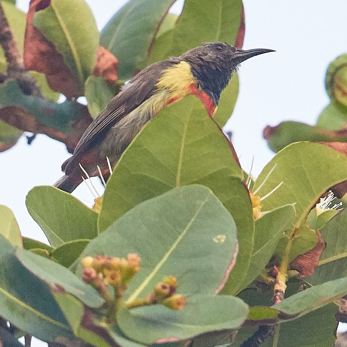 Buntbauch-Nektarvogel - ML611879231