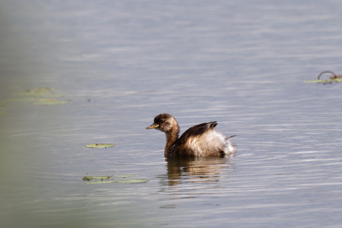 Little Grebe - ML611879236