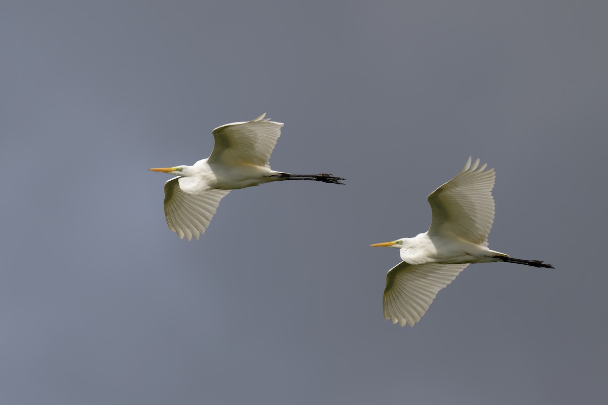 Great Egret - ML611879249