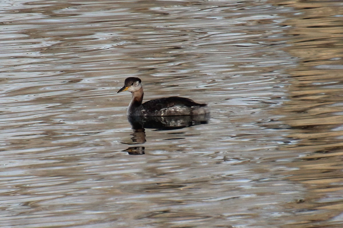 Red-necked Grebe - Elaine Cassidy