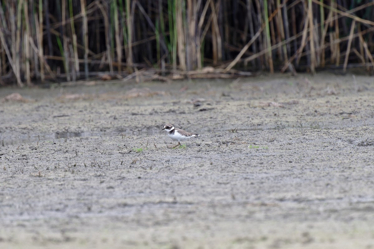 Common Ringed Plover - ML611879349