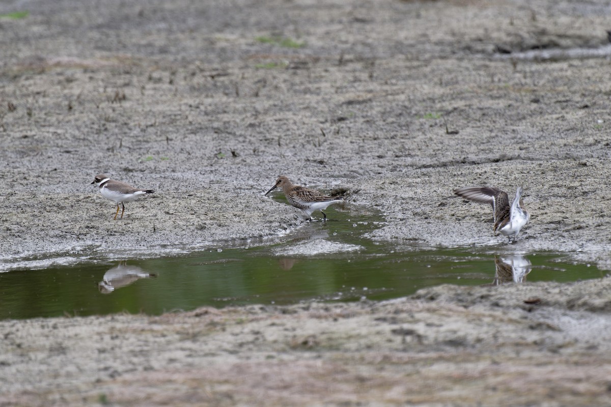 Dunlin - ML611879364