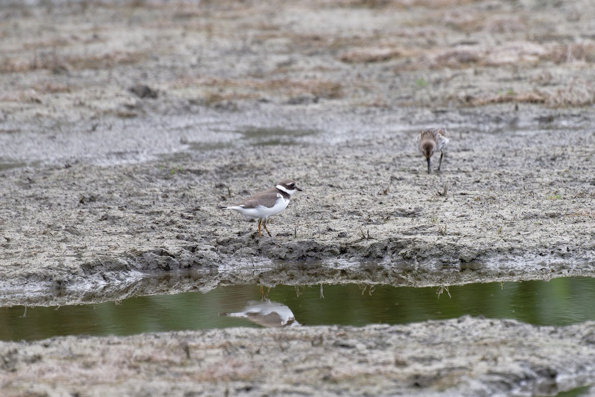 Common Ringed Plover - ML611879372
