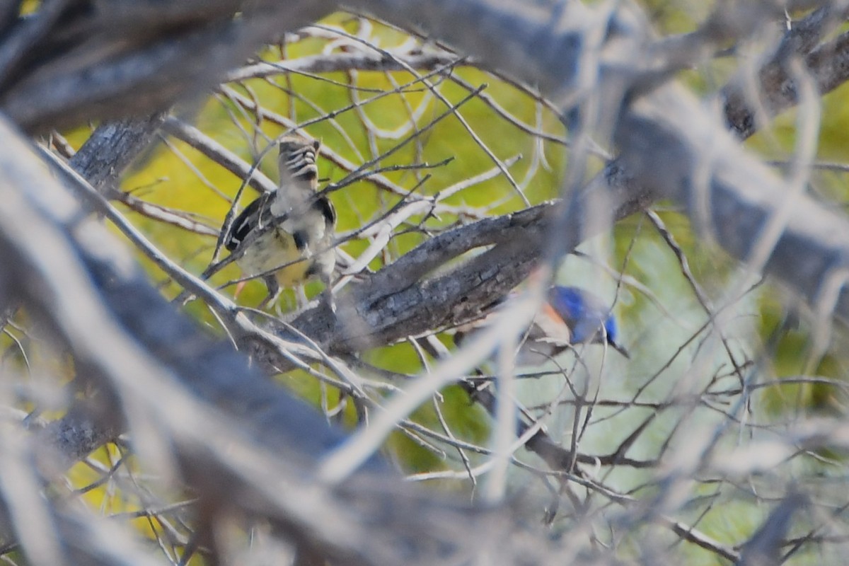 Purple-backed Fairywren - ML611879379