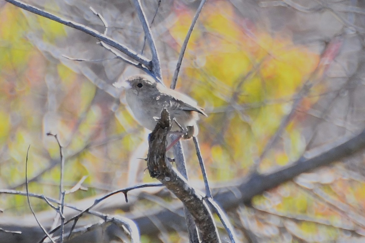 White-winged Fairywren - ML611879393