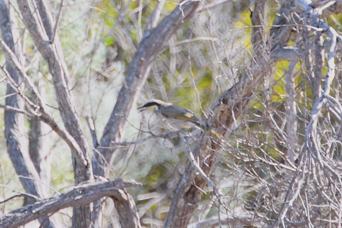 Singing Honeyeater - ML611879395