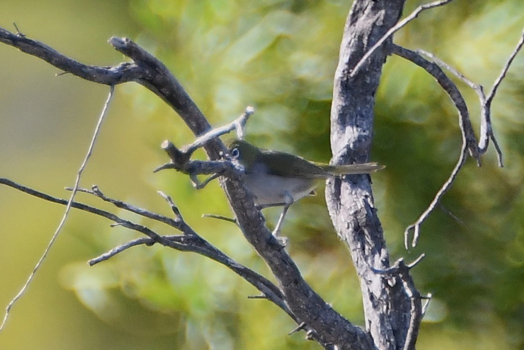 Silvereye - Michael Louey