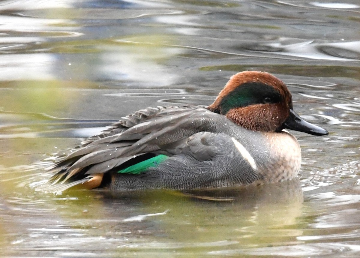 Green-winged Teal - ML611879402