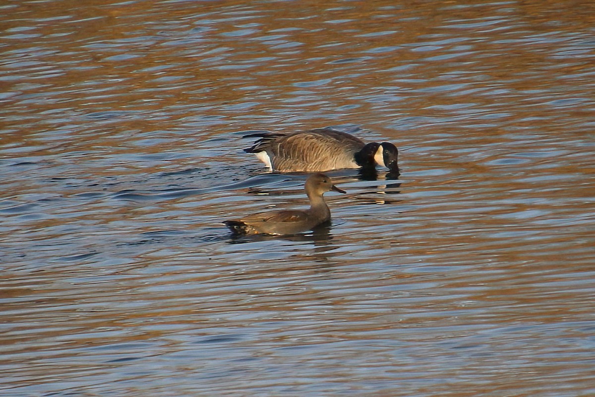 Gadwall - Elaine Cassidy