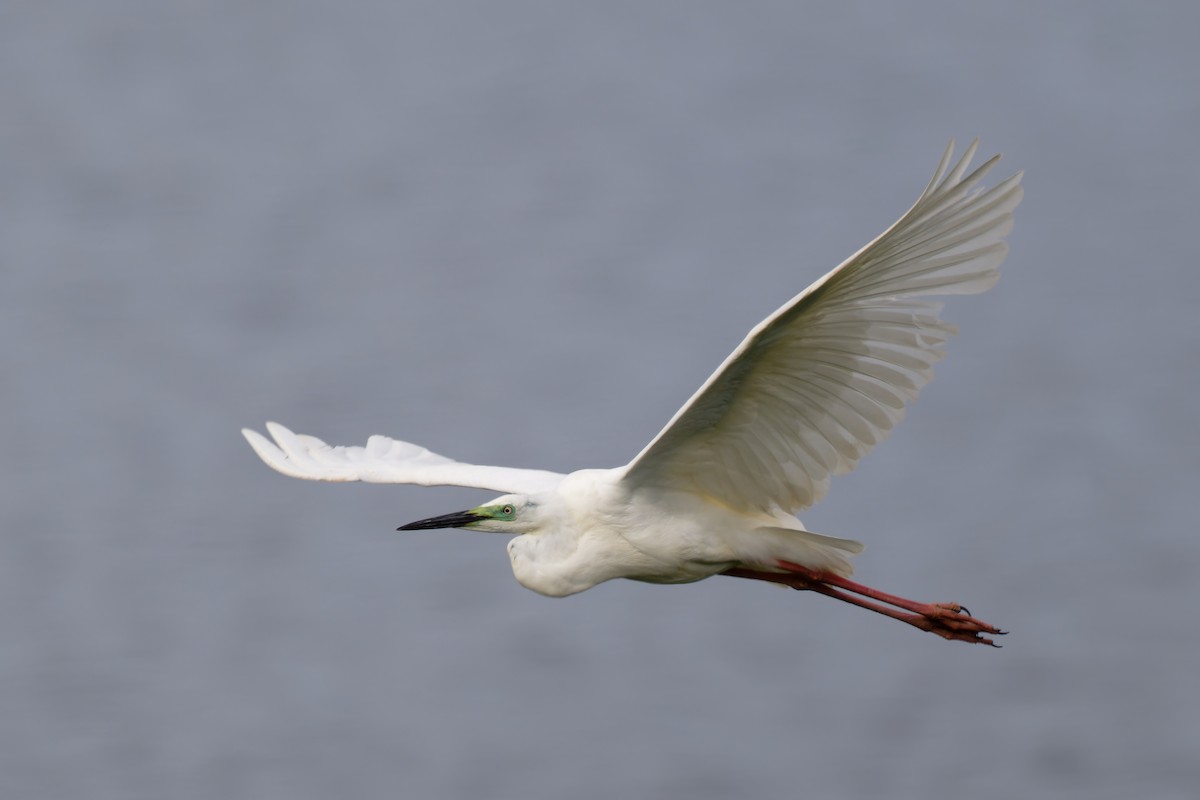 Great Egret - Andreas Stadler