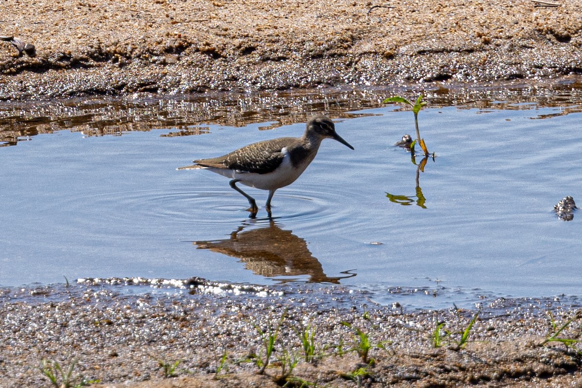 Wood Sandpiper - ML611879555