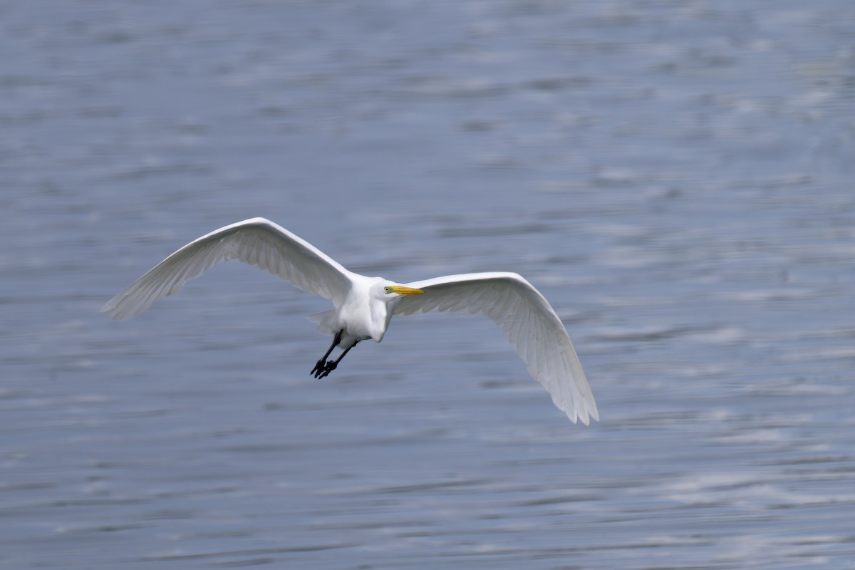 Great Egret - Andreas Stadler