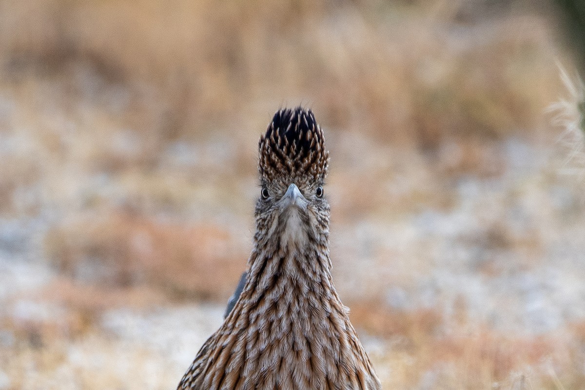 Greater Roadrunner - ML611879585