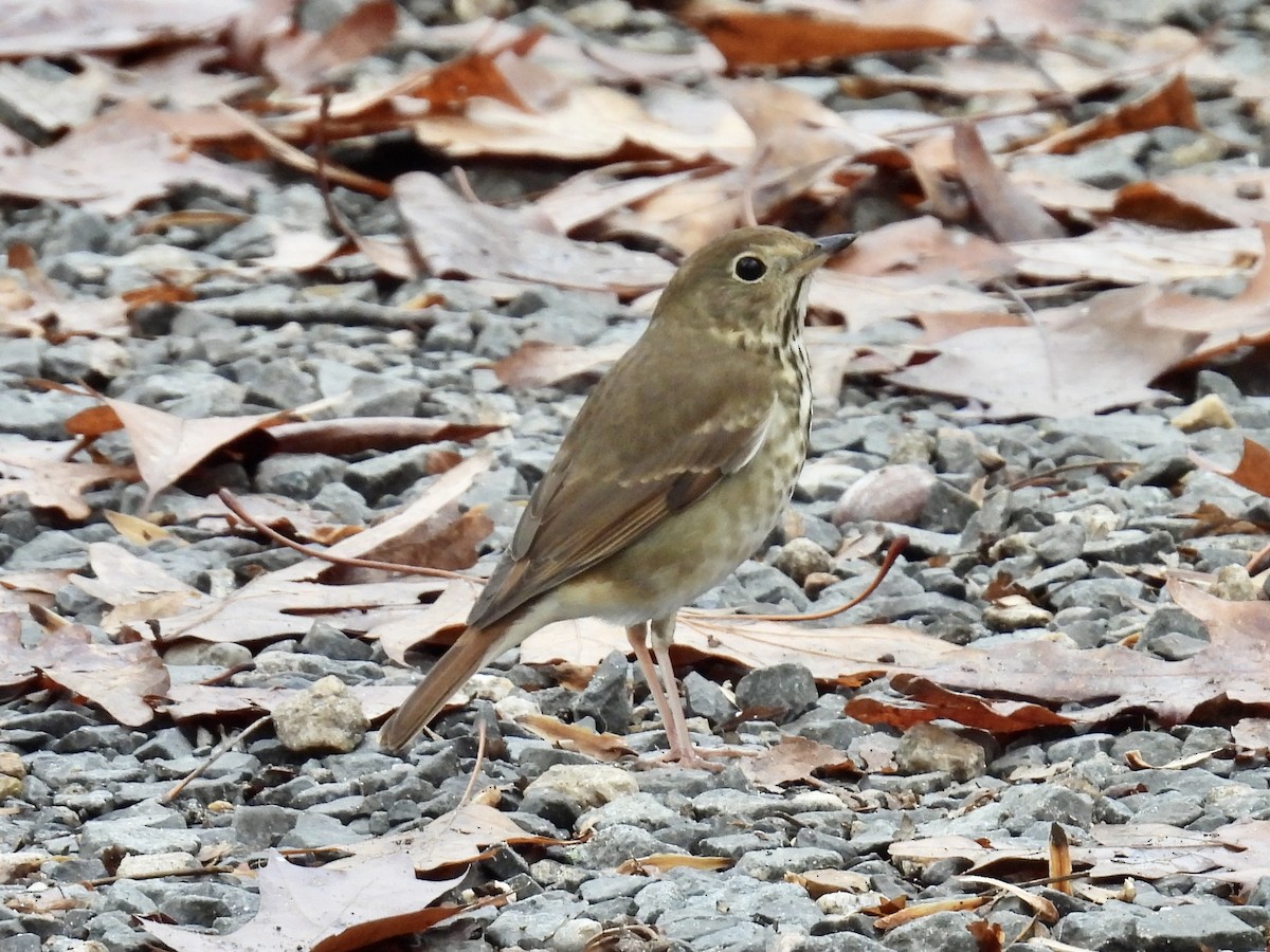 Hermit Thrush - Stan Arnold