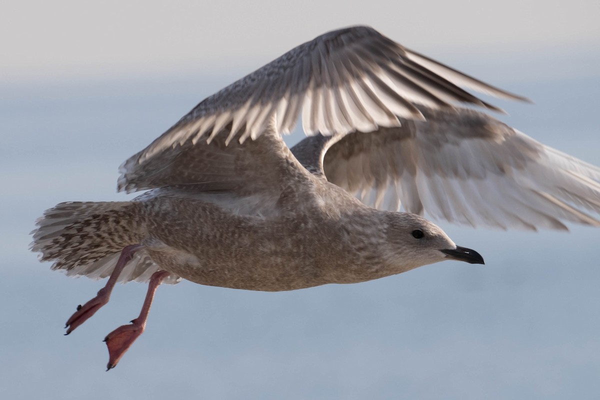 Gaviota Groenlandesa (thayeri) - ML611879651