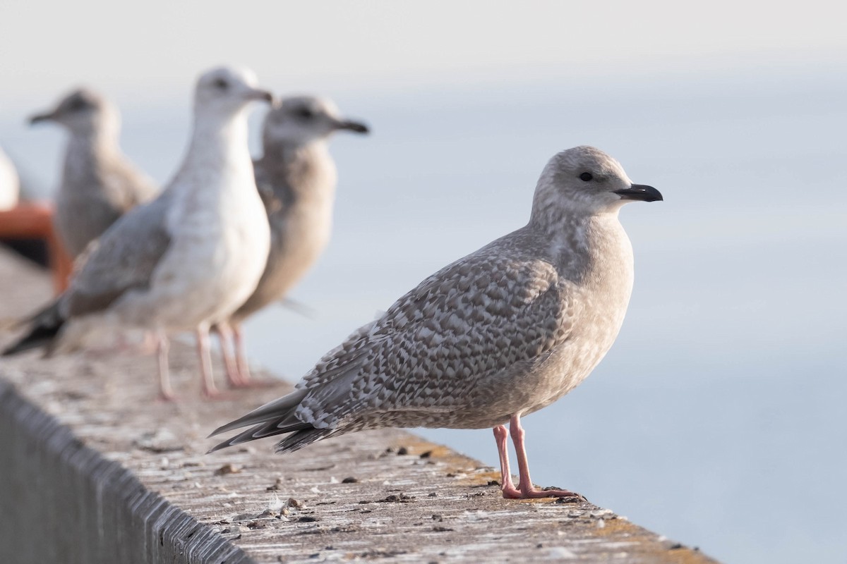 Gaviota Groenlandesa (thayeri) - ML611879652