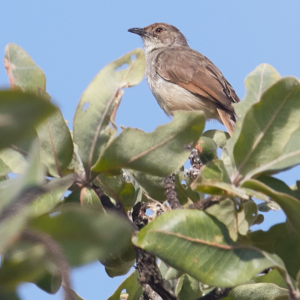 Trilling Cisticola - ML611879653