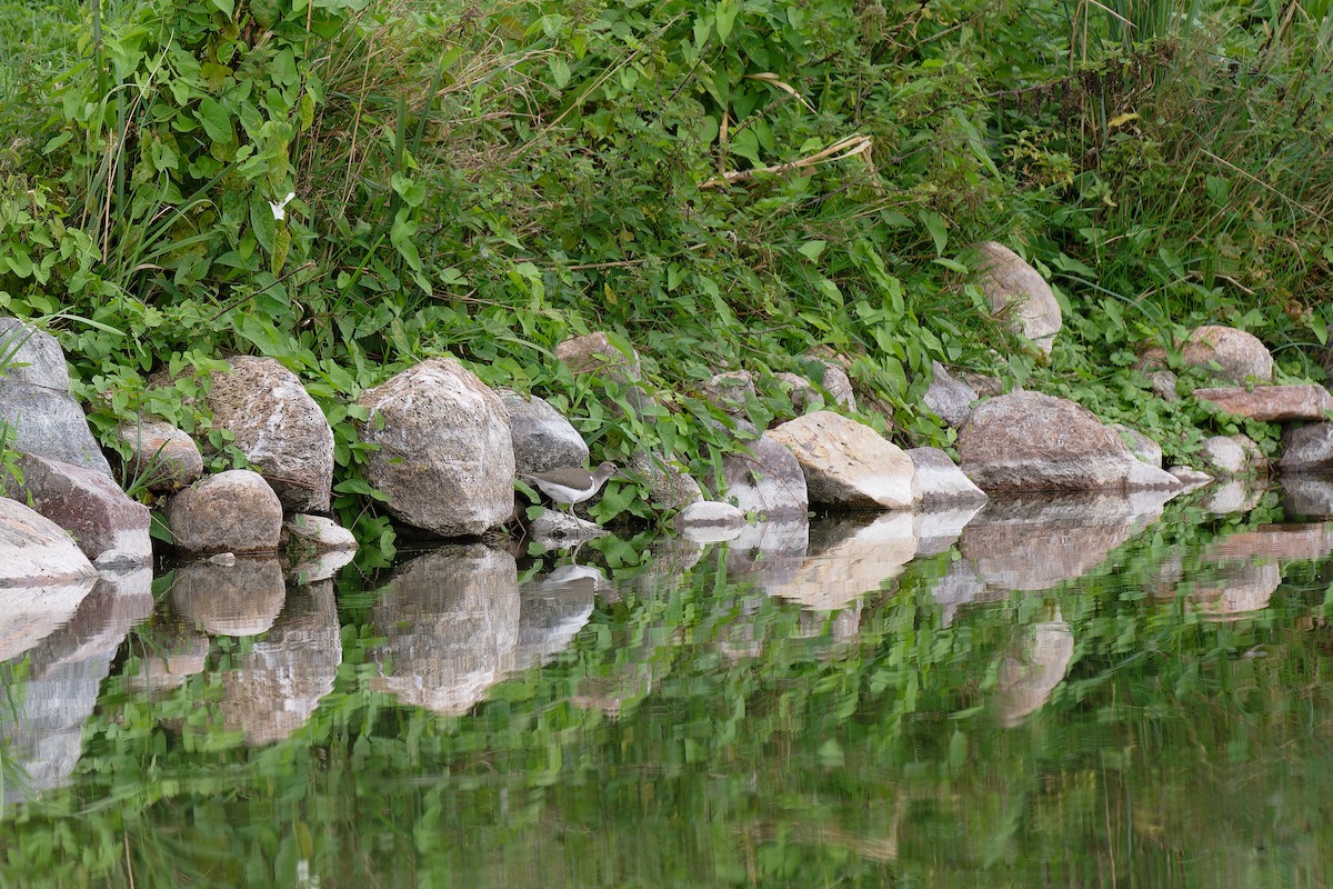 Common Sandpiper - ML611879713