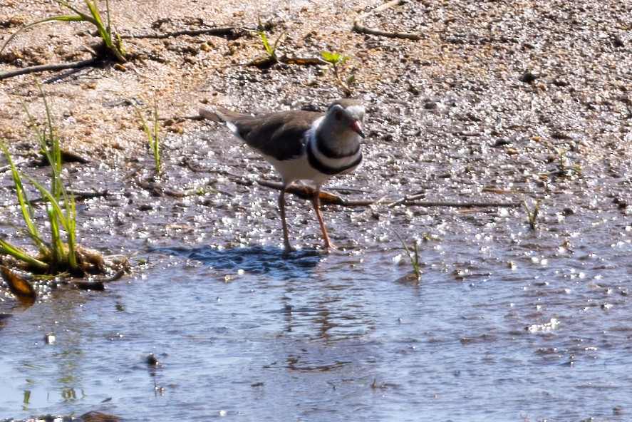 Three-banded Plover - ML611879718