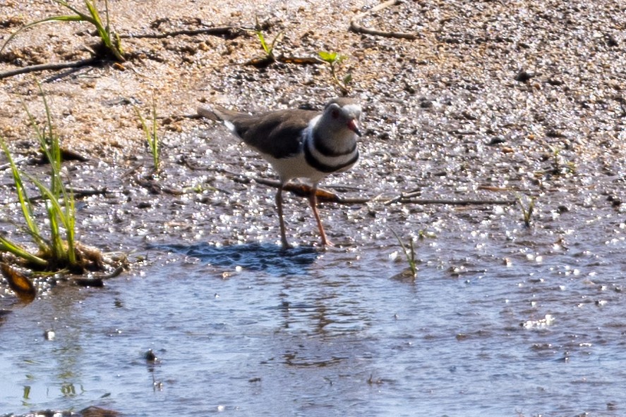 Three-banded Plover - ML611879719