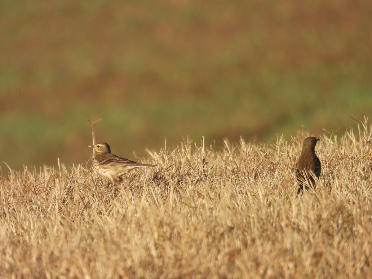 American Pipit - ML611879745