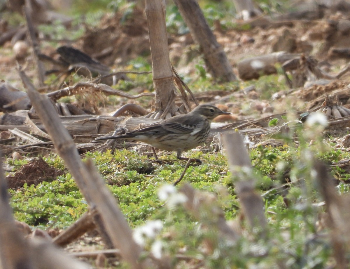 American Pipit - ML611879815