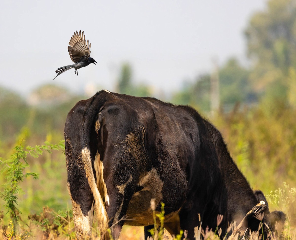 Black Drongo - ML611879828