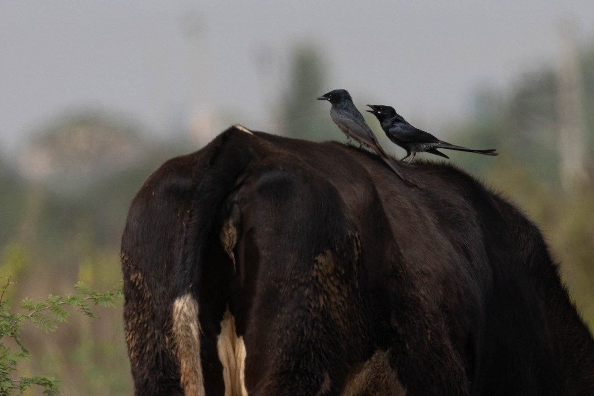 Black Drongo - ML611879829