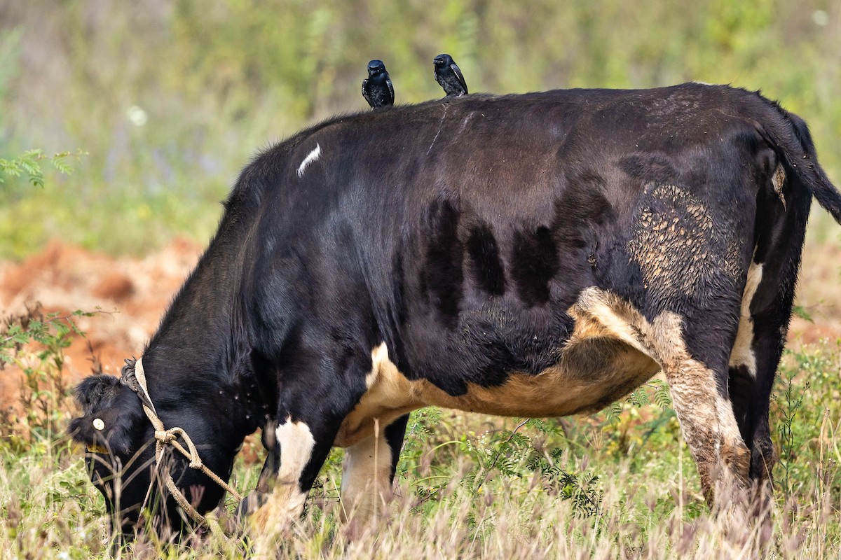 Black Drongo - ML611879830