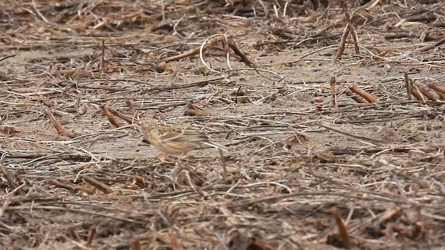 Sprague's Pipit - ML611879873