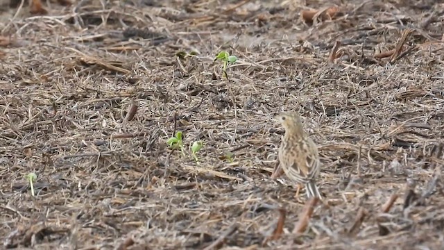 Sprague's Pipit - ML611879902