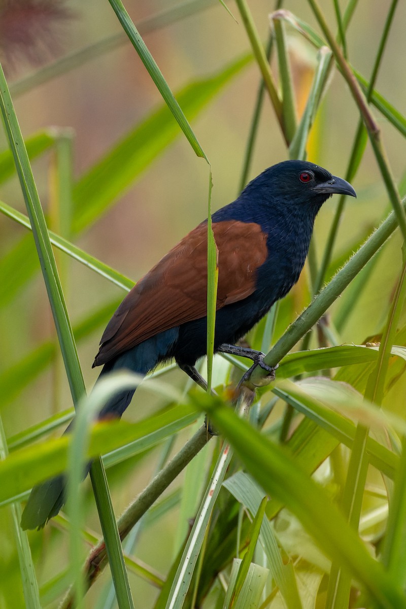 Greater Coucal - ML611879908