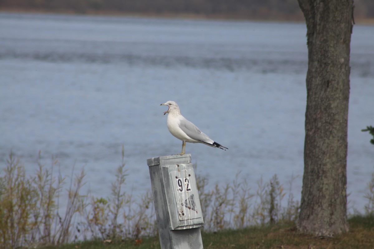 Ring-billed Gull - ML611879923