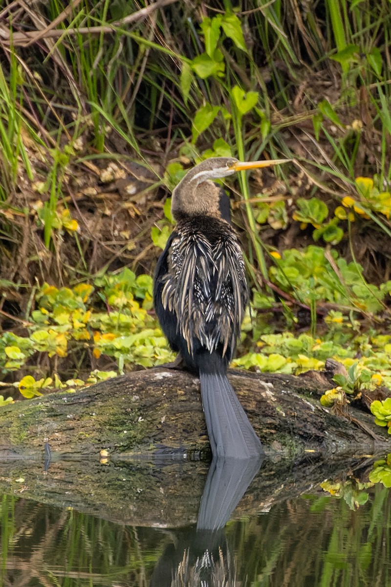 Oriental Darter - Stéphane Lair