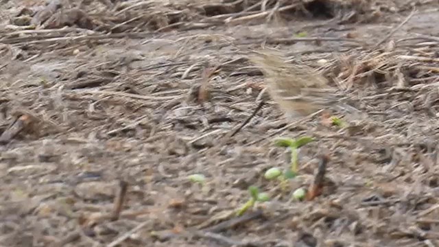 Sprague's Pipit - ML611879947