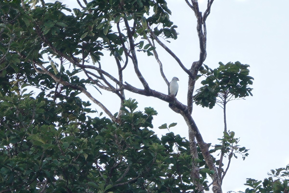 Gray-headed Goshawk - ML611879970