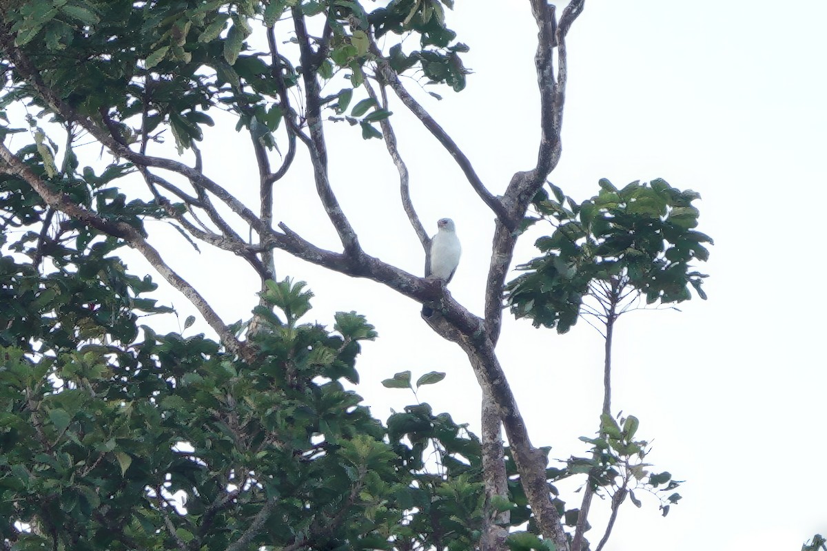 Gray-headed Goshawk - ML611879971