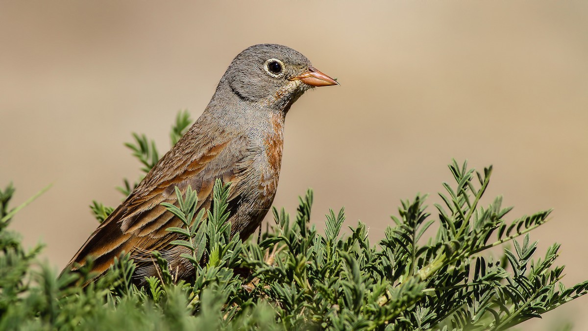 Gray-necked Bunting - ML611879984