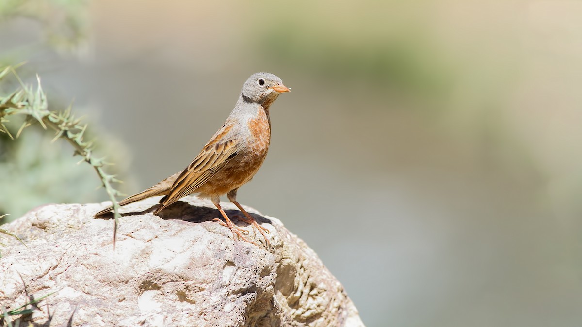 Gray-necked Bunting - ML611879985