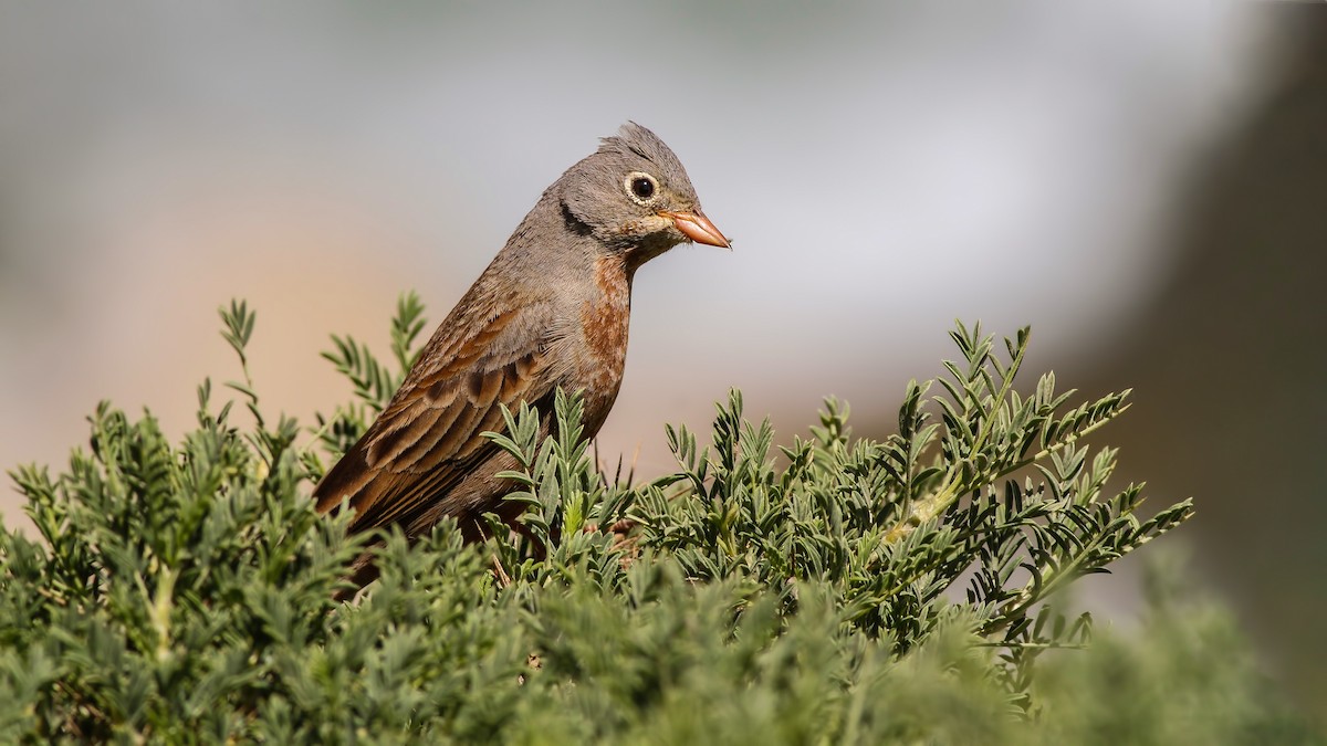 Gray-necked Bunting - ML611879986