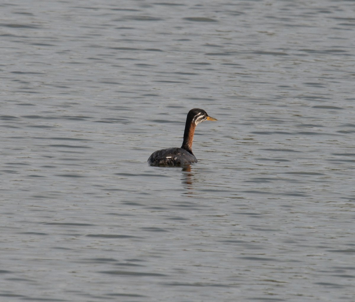 Red-necked Grebe - David Darrell-Lambert