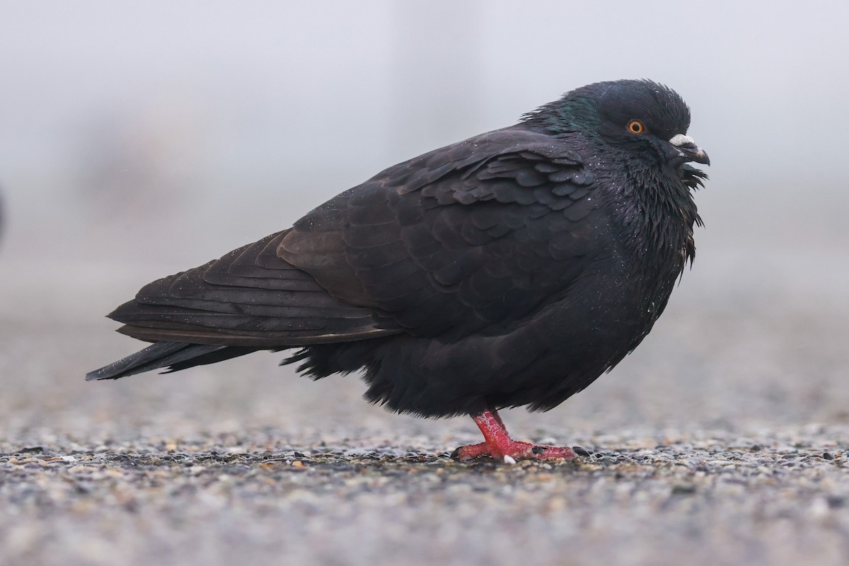 Rock Pigeon (Feral Pigeon) - ML611880016