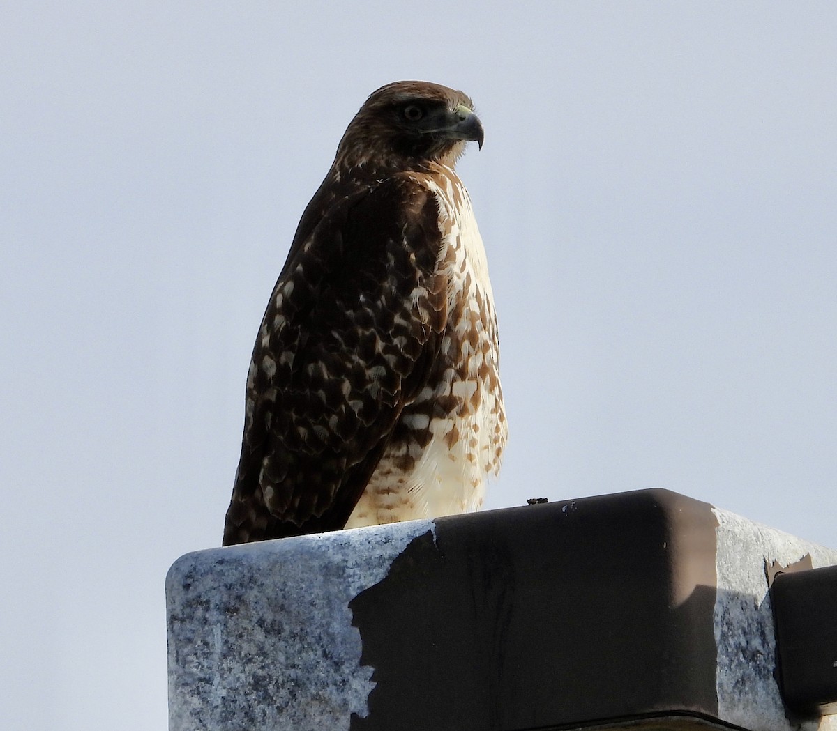 Red-tailed Hawk - ML611880049