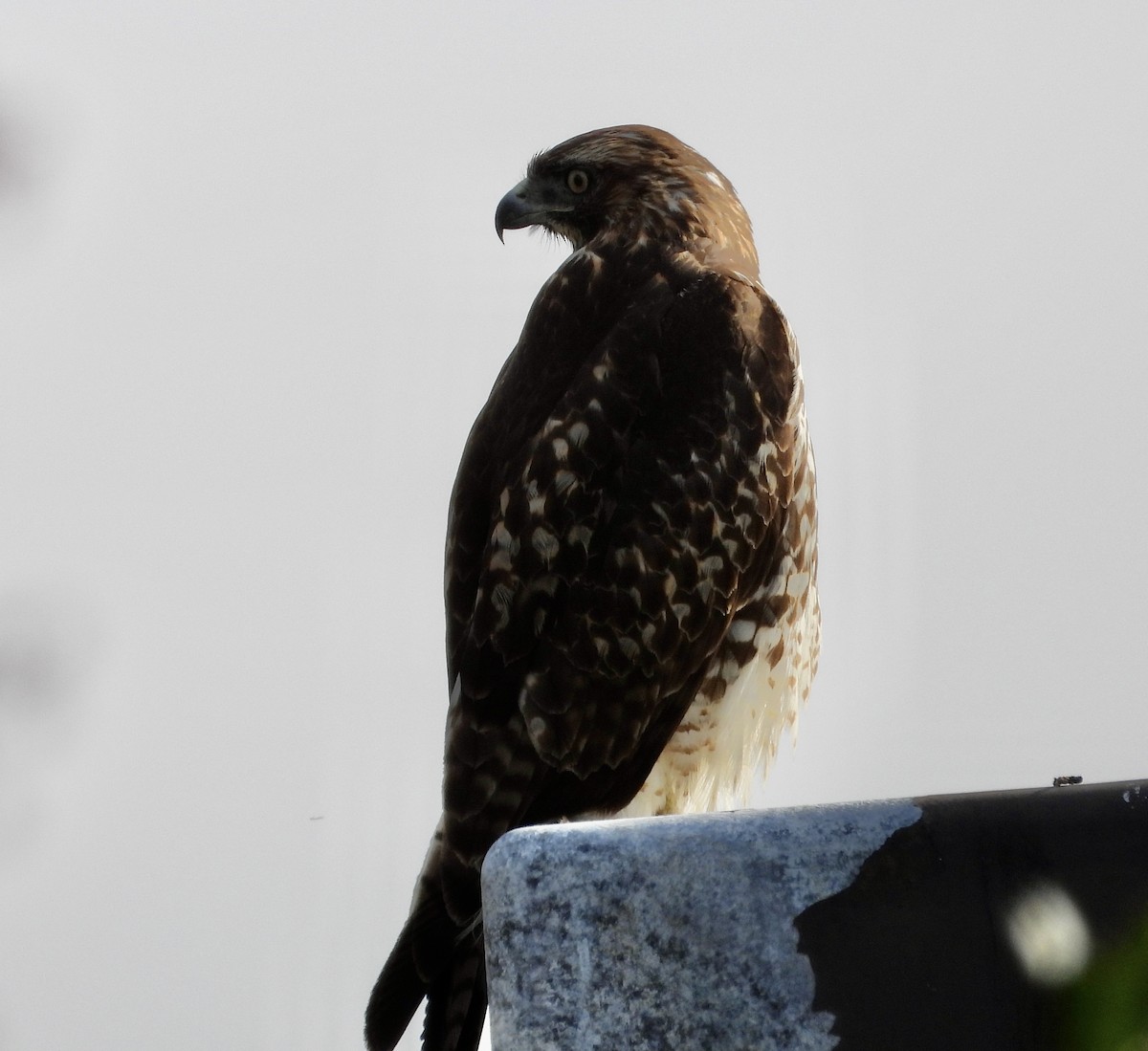 Red-tailed Hawk - ML611880050