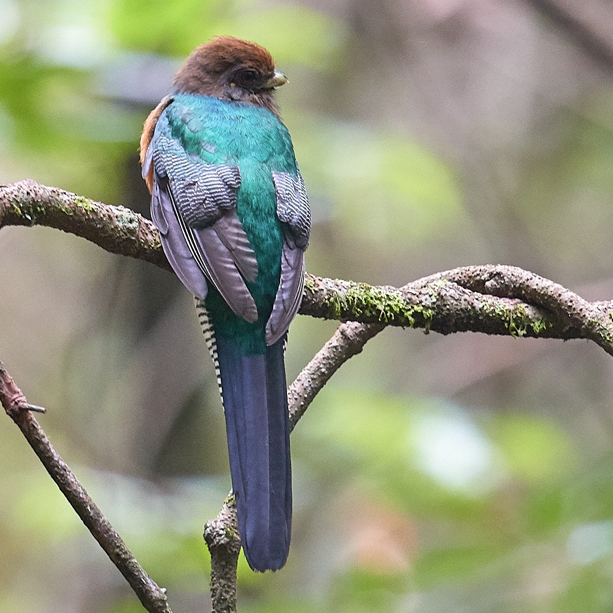 Bar-tailed Trogon - Werner Suter